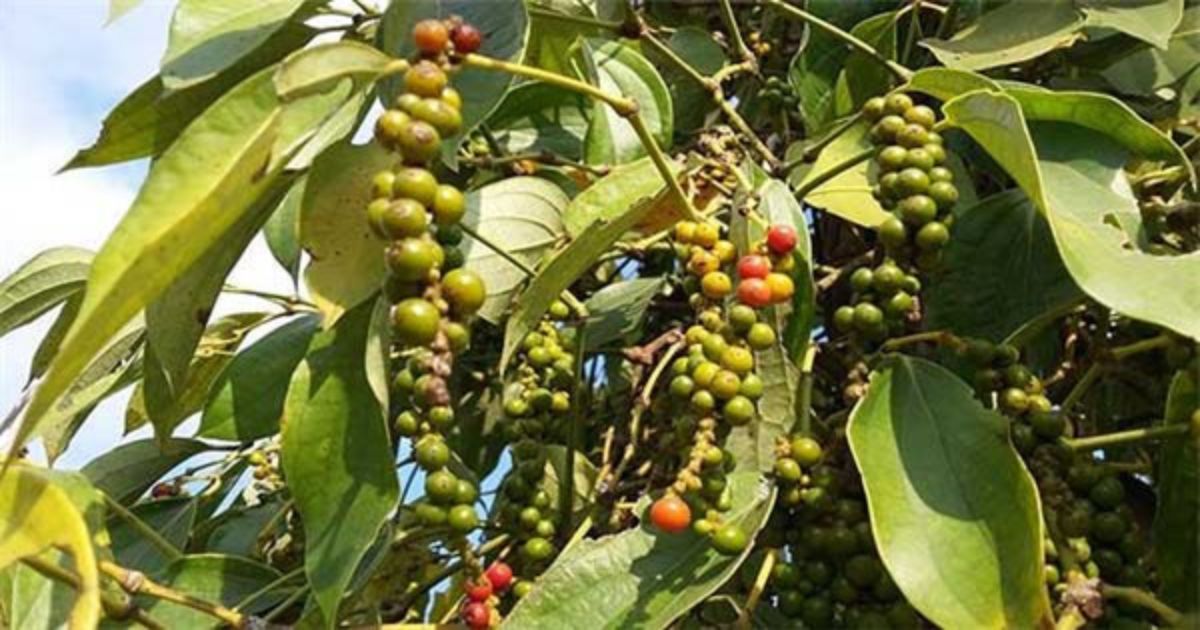 Dấu hiệu bệnh chết nhanh trên cây tiêu Dấu hiệu bệnh chết nhanh trên cây tiêu
