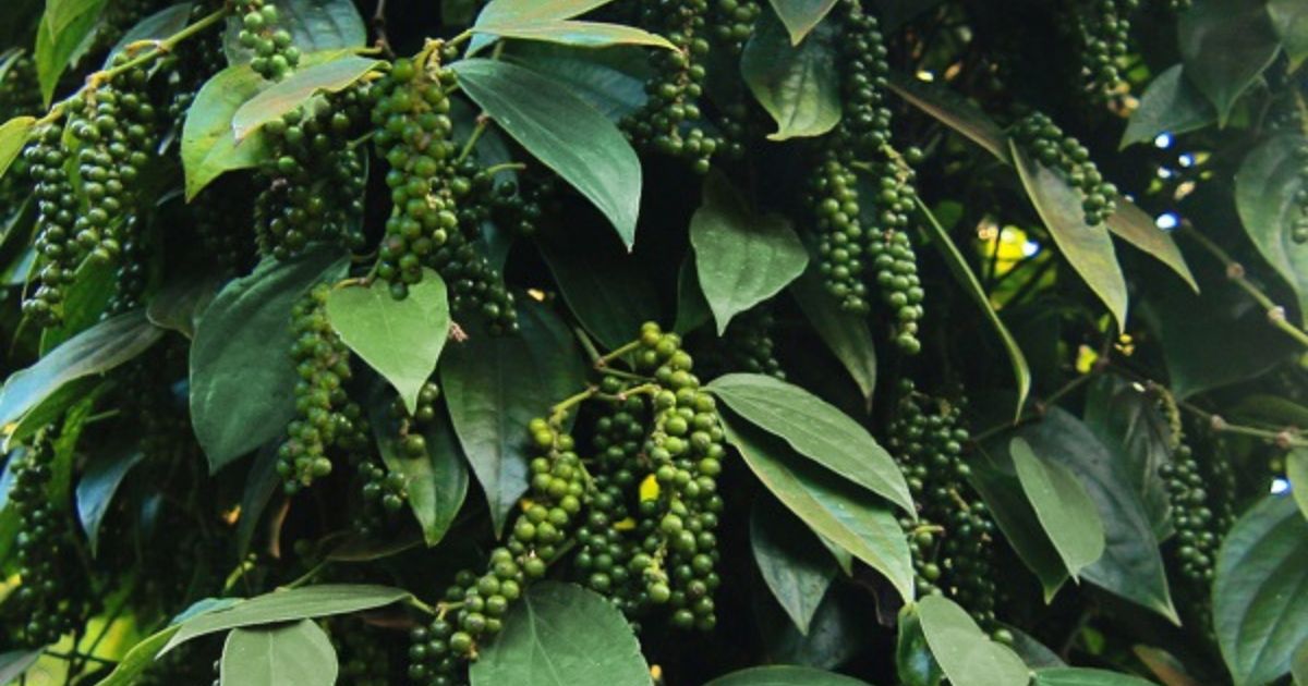 Sử dụng biện pháp tổng hợp để phòng trị bệnh Sử dụng biện pháp tổng hợp để phòng trị bệnh