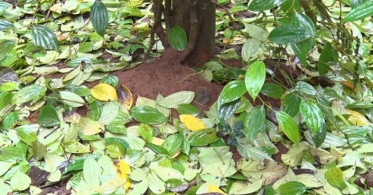 Áp dụng biện pháp hóa học để điều trị bệnh chết nhanh Áp dụng biện pháp hóa học để điều trị bệnh chết nhanh
