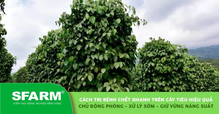 Cách trị bệnh chết nhanh trên cây tiêu