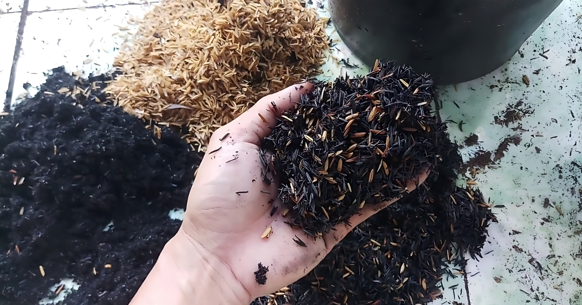 Cách trộn tro trấu và xơ dừa giúp đất phất triển