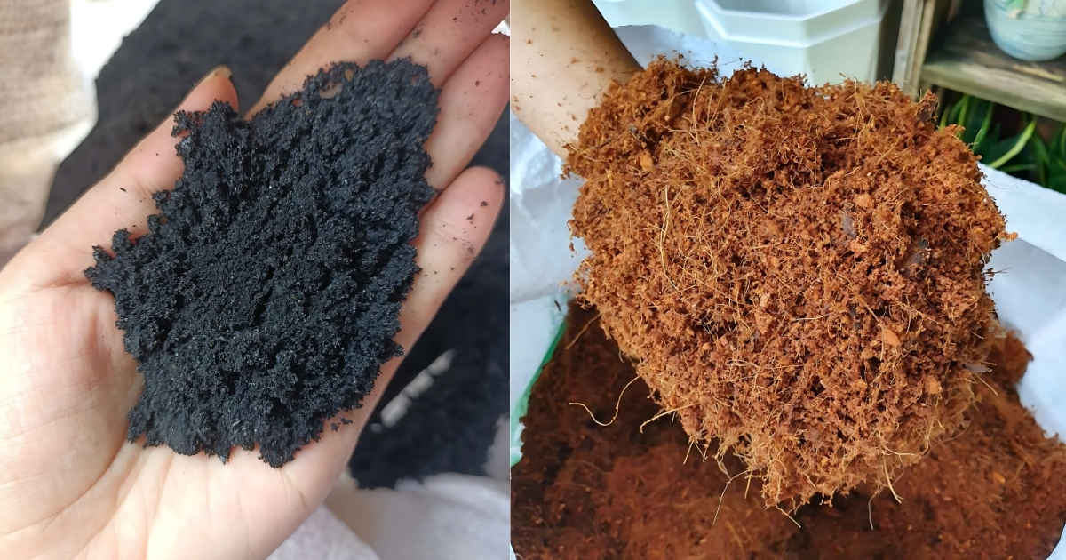 Kết hợp tro trấu và xơ dừa thành giá thể trồng cây