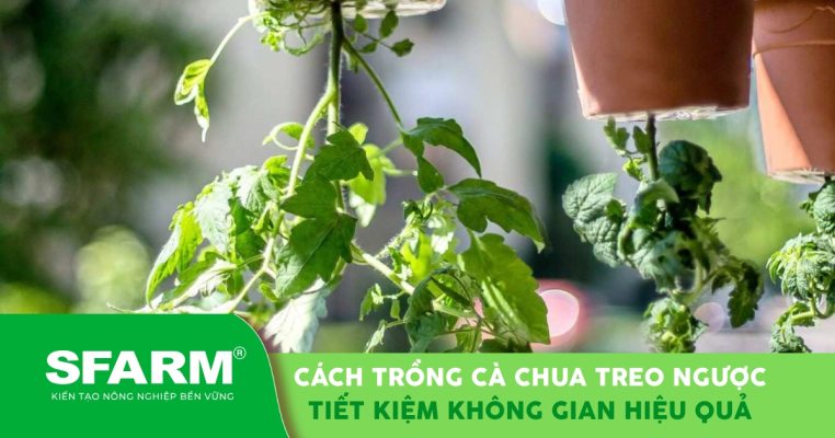 Hướng dẫn trồng cà chua treo ngược tại nhà