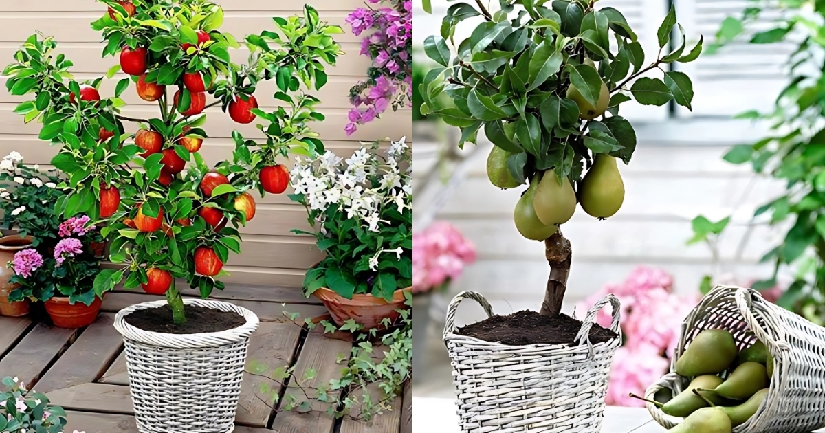 Trồng cây táo và cây lê trong chậu