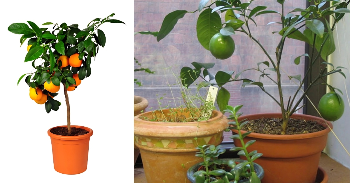 Cây cam, chanh trồng trong chậu giúp không gian thêm sinh động
