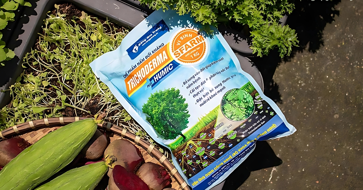 Sử dụng Trichoderma Plus Humic để tăng sức đề kháng cho cây
