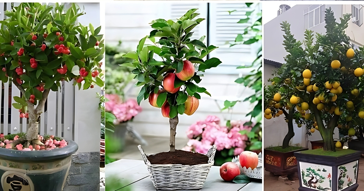 Trồng cây ăn trái trong chậu giúp dễ dàng di chuyển và chăm sóc