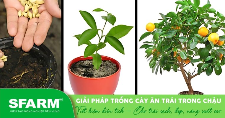 Trồng cây ăn trái trong chậu giúp tiết kiệm diện tích mà vẫn thu hoạch được trái sạch