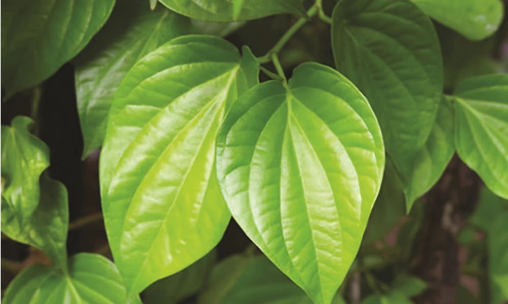 Lá trầu không xanh, tốt