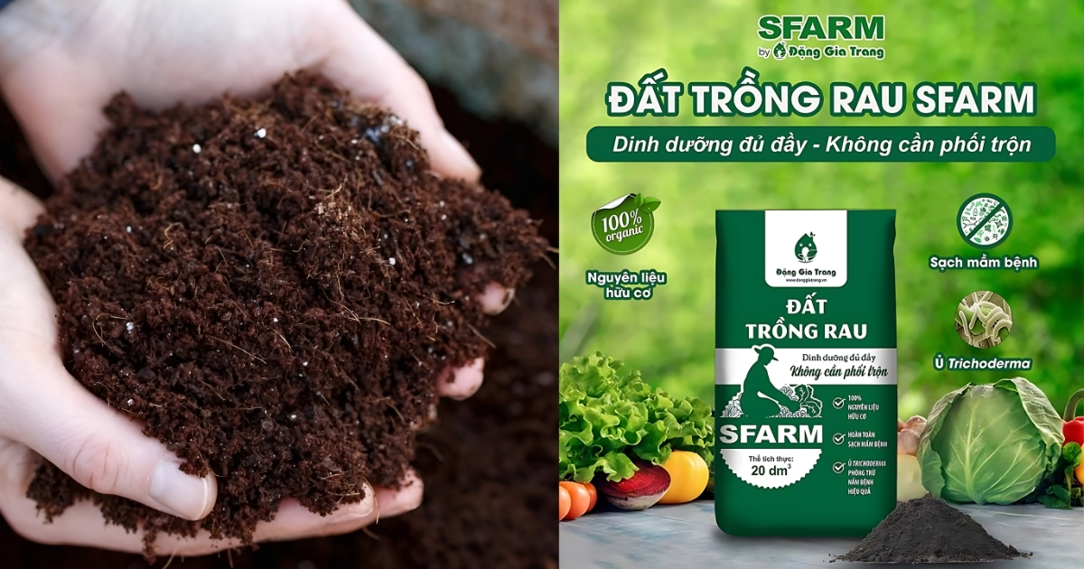 Trộn đất với phân hữu cơ hoặc đất trồng rau để trồng khoai