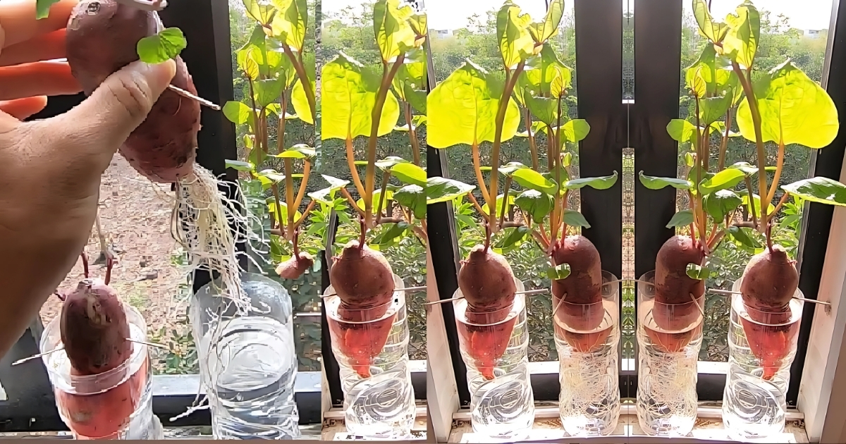 Cho khoai ra ngoài nắng để cây phát triển tốt