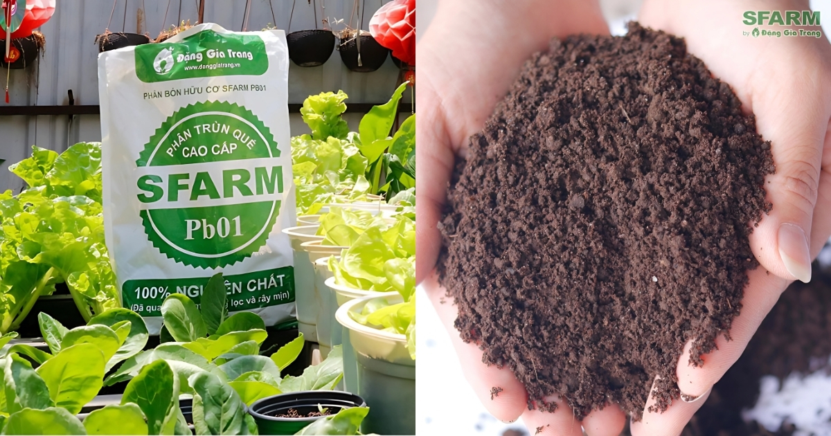 Sử dụng phân trùn quế để bón cho cây khoa