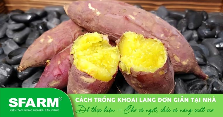 Khoai lang sau thu hoạch – thành quả từ việc trồng tại nhà đơn giản, sạch và hiệu quả