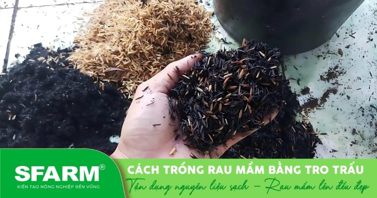 Tro trấu dùng trồng rau mầm tại nhà – sạch, tơi xốp và thoát nước tốt.