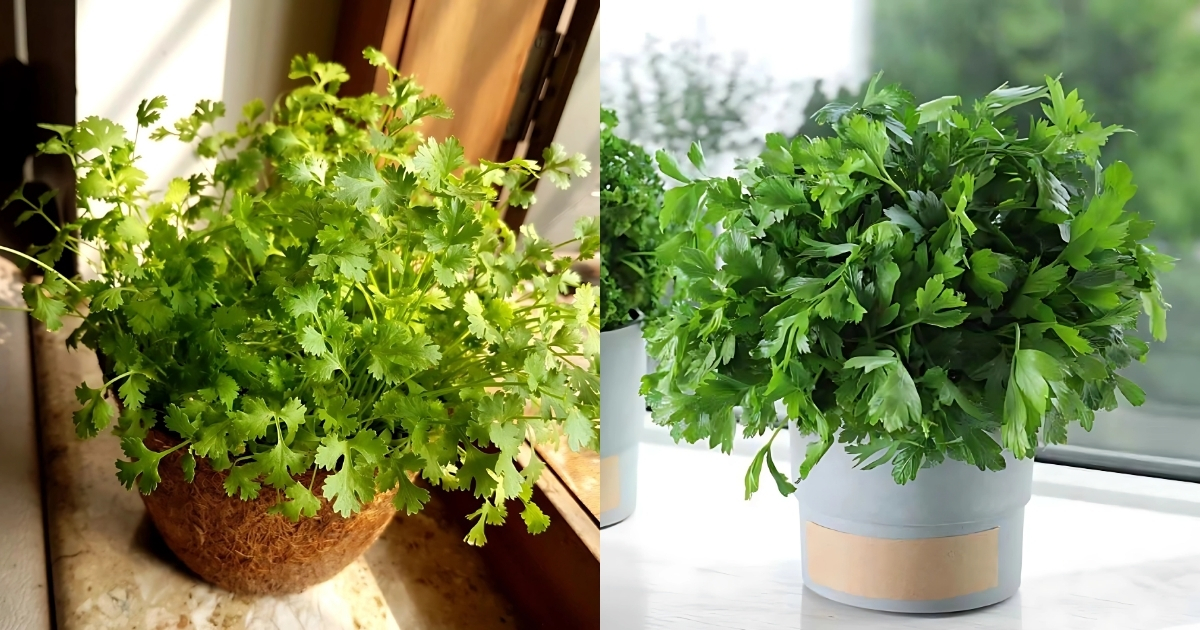 Trồng rau mùi trên bệ cửa sổ