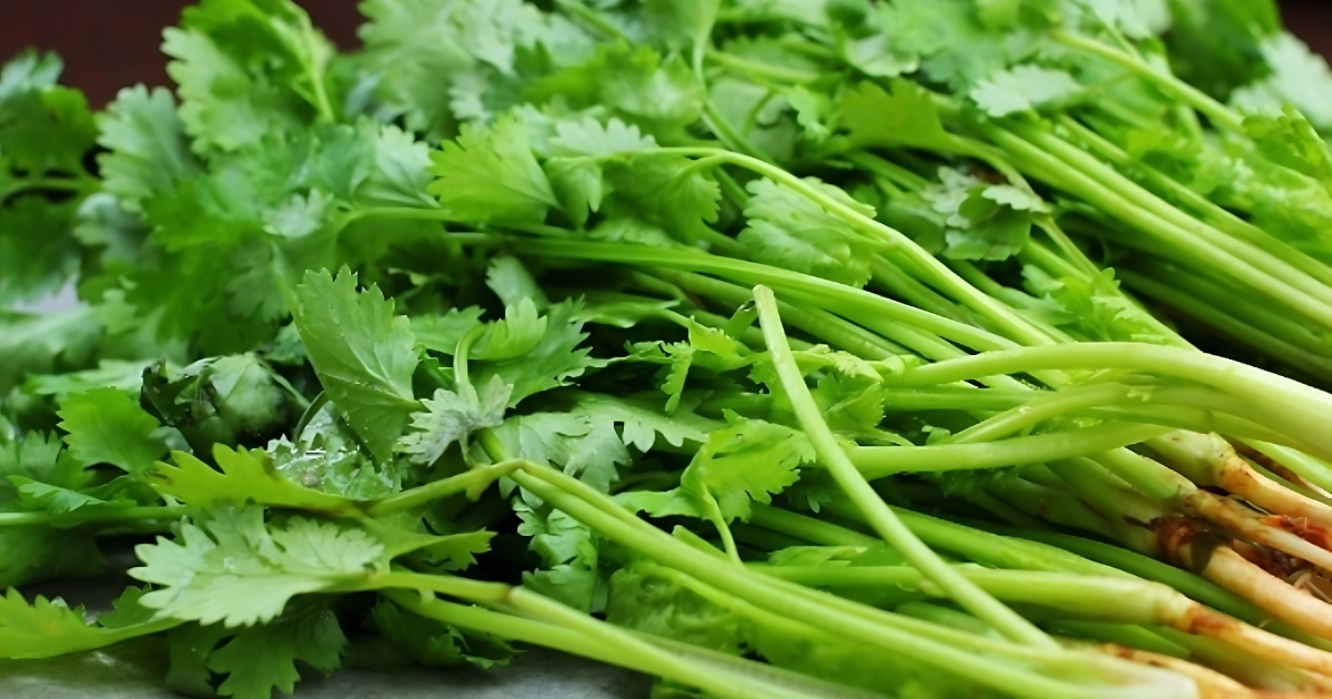 Cách trồng rau mùi trong nhà