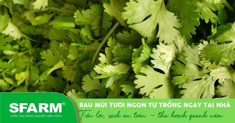 Rau mùi tươi xanh – dễ trồng ngay tại nhà chỉ với vài bước đơn giản.