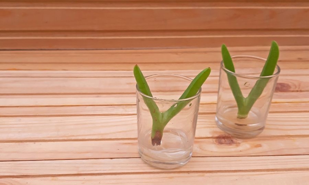 Ươm sen đá trong nước
