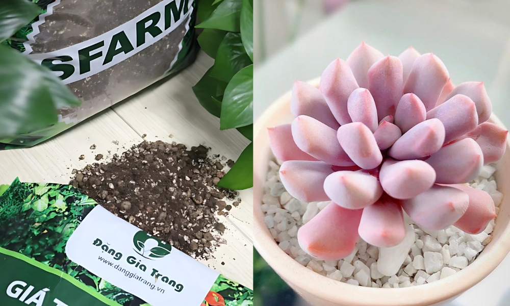 giá thể trồng kiểng lá SFARM và sen đá