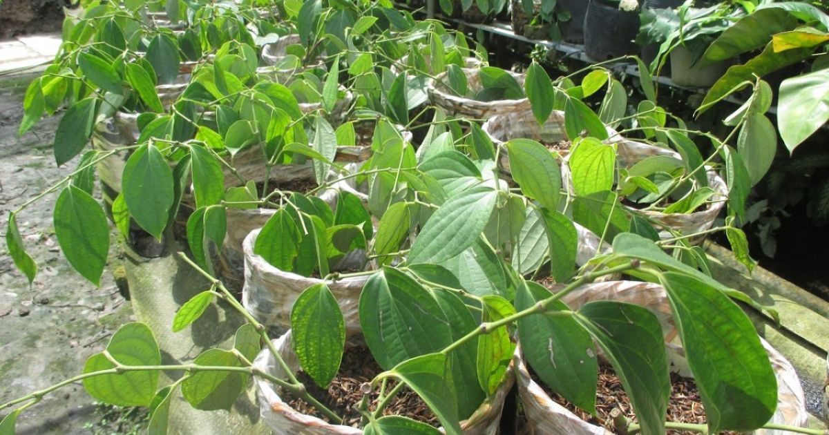 Chăm sóc cây tiêu non sau khi nảy mầm Chăm sóc cây tiêu non sau khi nảy mầm