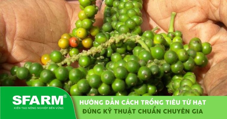 Hướng dẫn cách trồng tiêu từ hạt hiệu quả