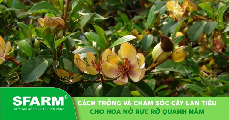 Cách trồng và chăm sóc cây lan tiêu nở hoa rực rỡ quanh năm