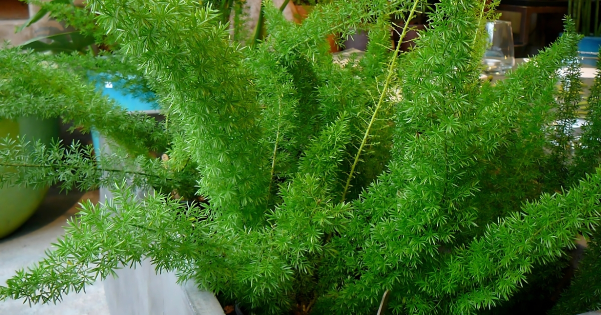 Đặc điểm của cây dương xỉ măng tây