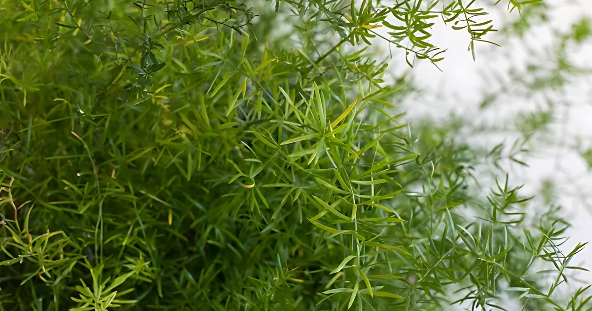 Cây dương xỉ măng tây bị vàng lá