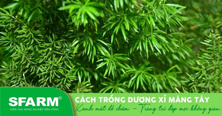 Dương xỉ măng tây xanh mướt – cây cảnh dễ trồng, thanh lọc không khí hiệu quả trong nhà.