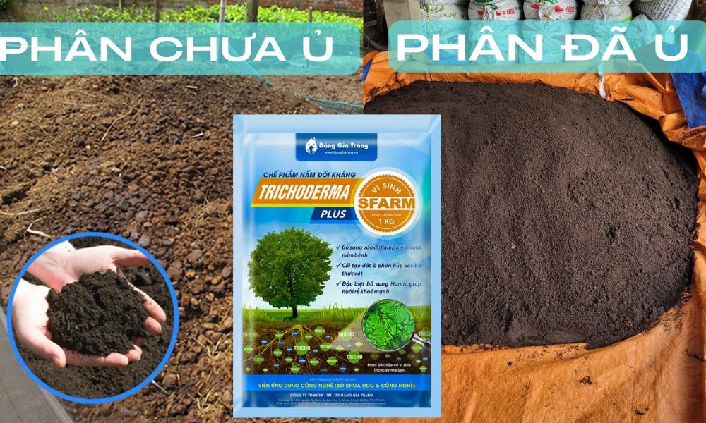 Phân bò trước và sau khi ủ Trichoderma Plus Humic SFARM