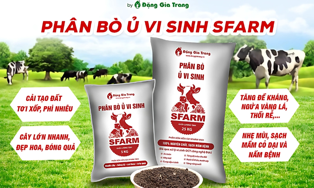 Phân bò ủ vi sinh SFARM