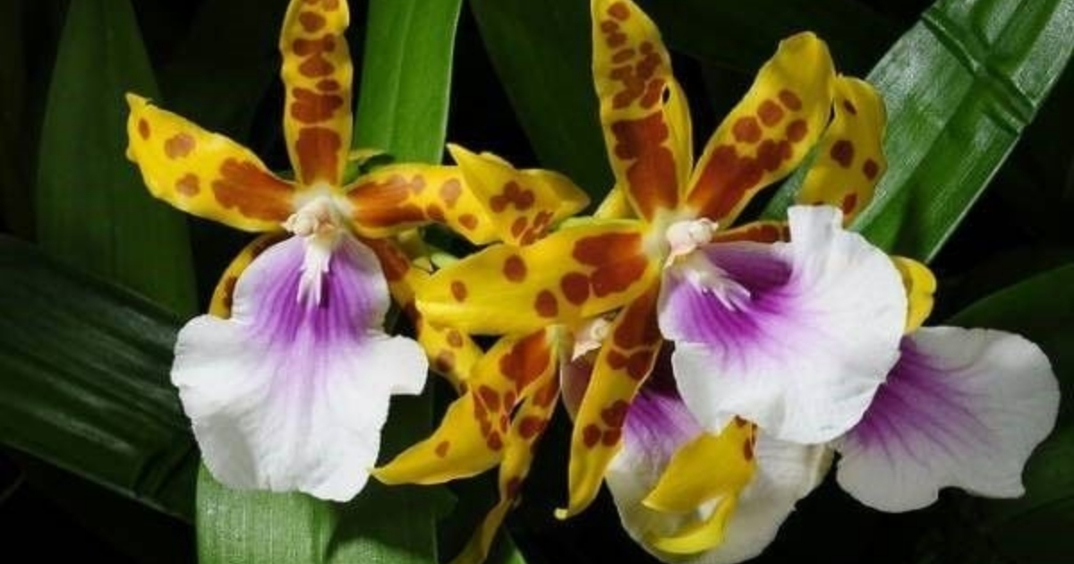 Cách xử lý phân bò để trồng lan an toàn