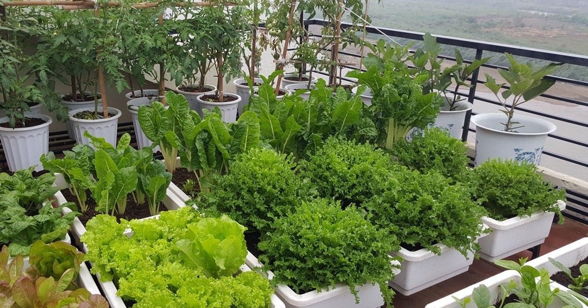 Lỗi thường gặp khi xử lý và sử dụng phân bò cho rau trồng Lỗi thường gặp khi xử lý và sử dụng phân bò cho rau trồng