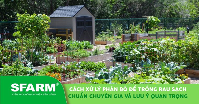 Cách xử lý phân bò để trồng rau sạch và lưu ý quan trọng