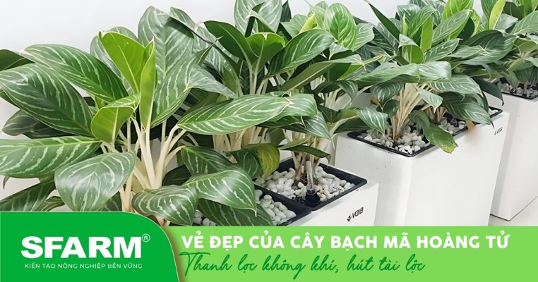 Cây bạch mã hoàng tử được trồng trong chậu hiện đại, thích hợp trang trí nội thất và văn phòng.