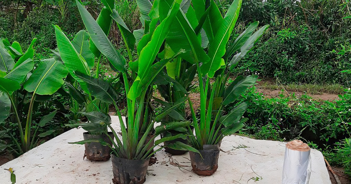Cây chuối mini