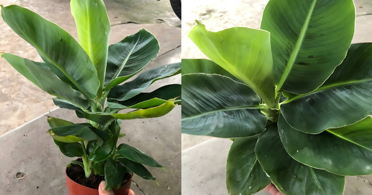 Đặc điểm của cây chuối mini