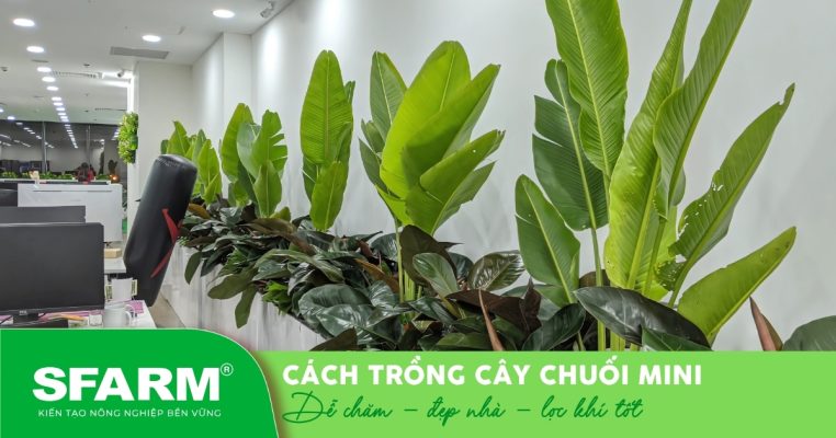Chuối mini với tán lá xòe rộng, tạo điểm nhấn xanh nổi bật cho không gian hiện đại.