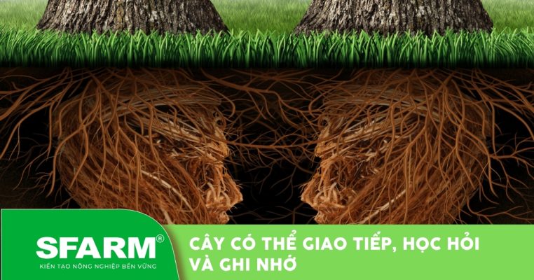 Cây có thể giao tiếp, học hỏi và ghi nhớ - Có phải cây đang thông minh?