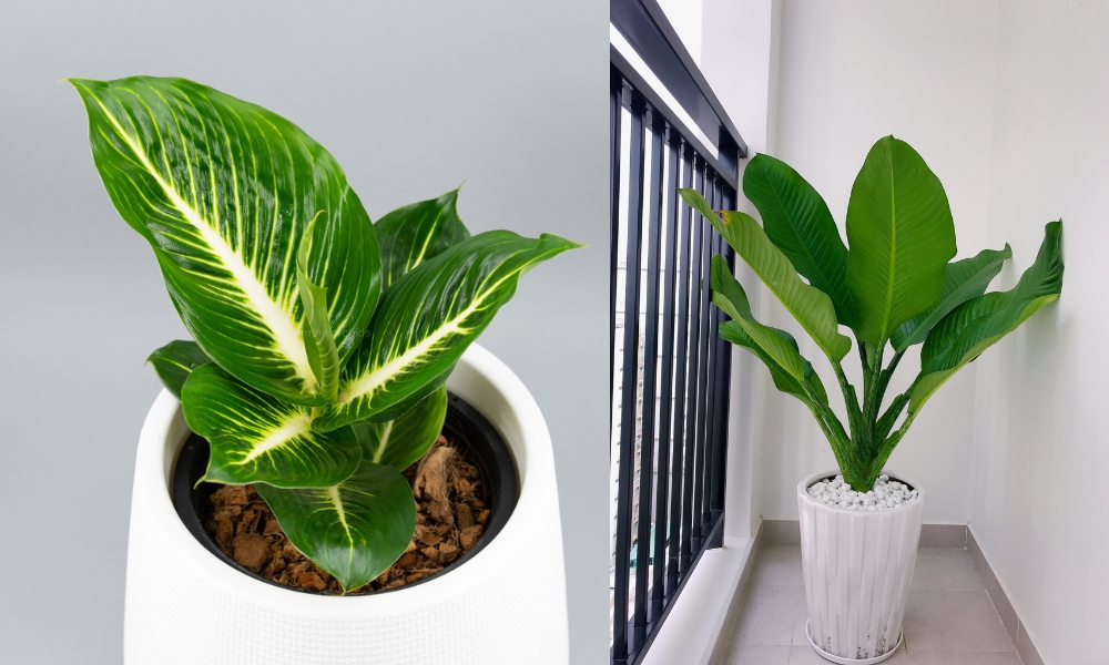 Cây đại phú gia thanh lọc không khí