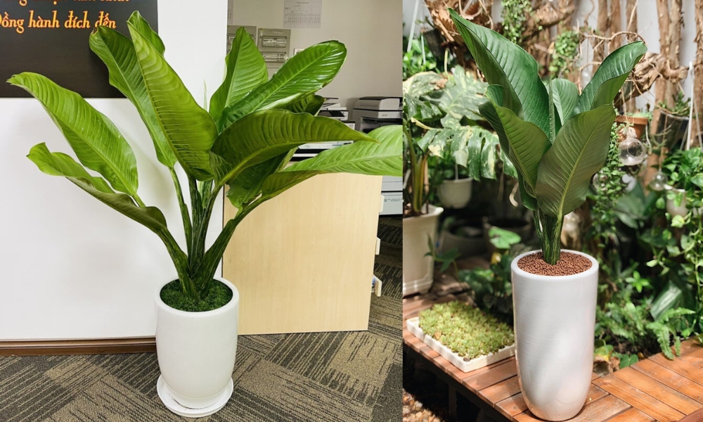Cây đại phú gia đặt tại tiền sảnh