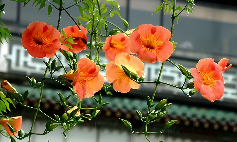 Cây dây đăng tiêu