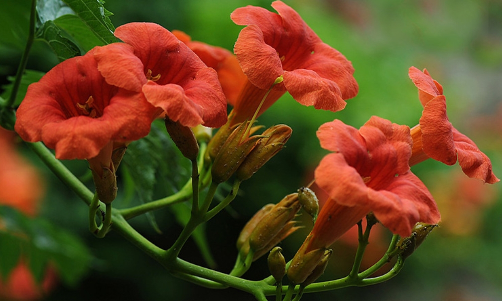 Cây dây đăng tiêu hoa đỏ cam