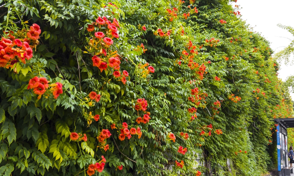 Cây dây đăng tiêu