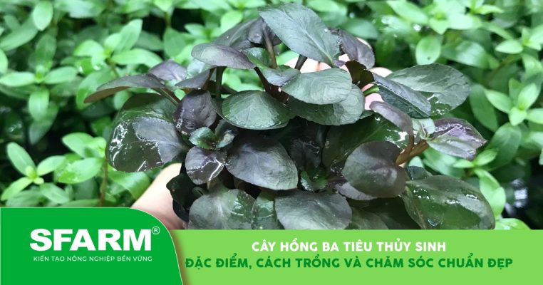 Cây hồng ba tiêu thủy sinh, cách trồng và chăm sóc đúng chuẩn