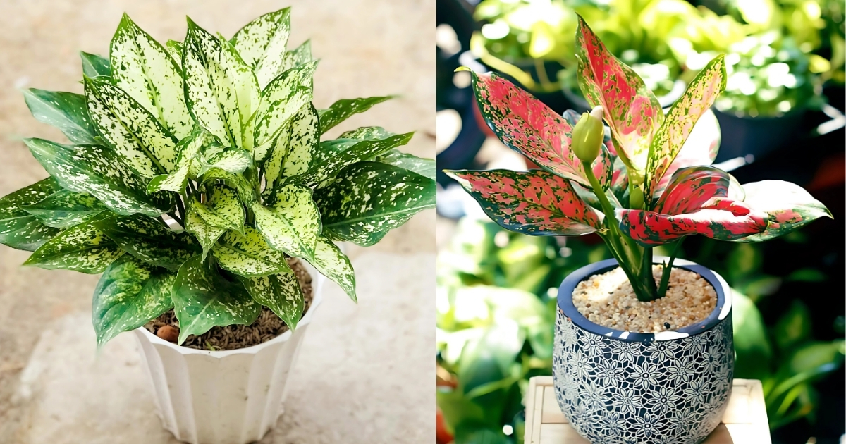 Cây ngọc ngân xanh và cây ngọc ngân hồng