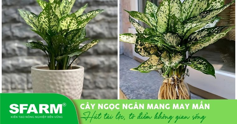 Cây ngọc ngân trồng chậu và thủy sinh – Đẹp, dễ chăm, hợp phong thủy