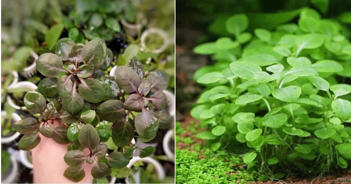 Giới thiệu về cây thủy sinh hồng ba tiêu