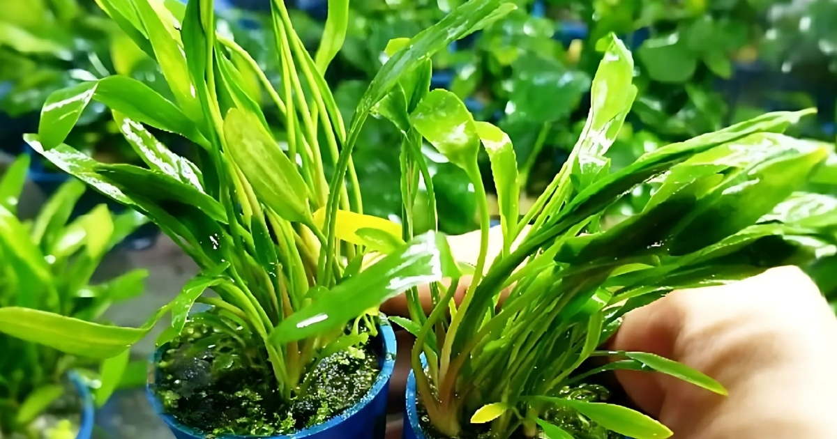 Cây tiêu thảo mũi tên giúp lọc không khí hiệu quả