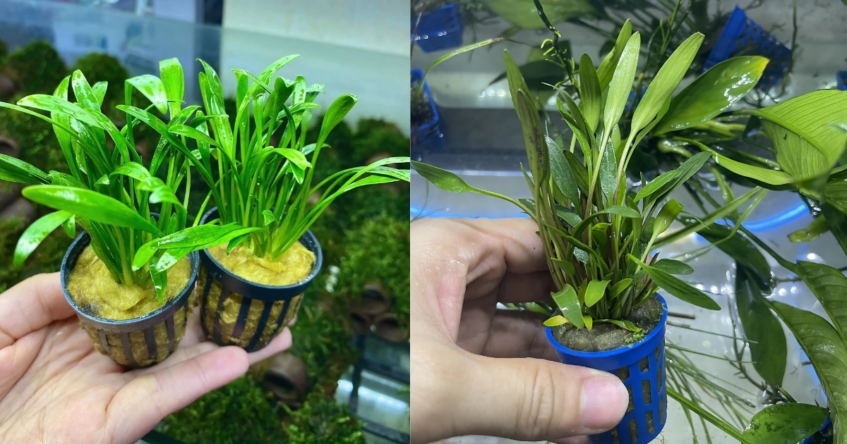 Cây tiêu thảo mũi tên